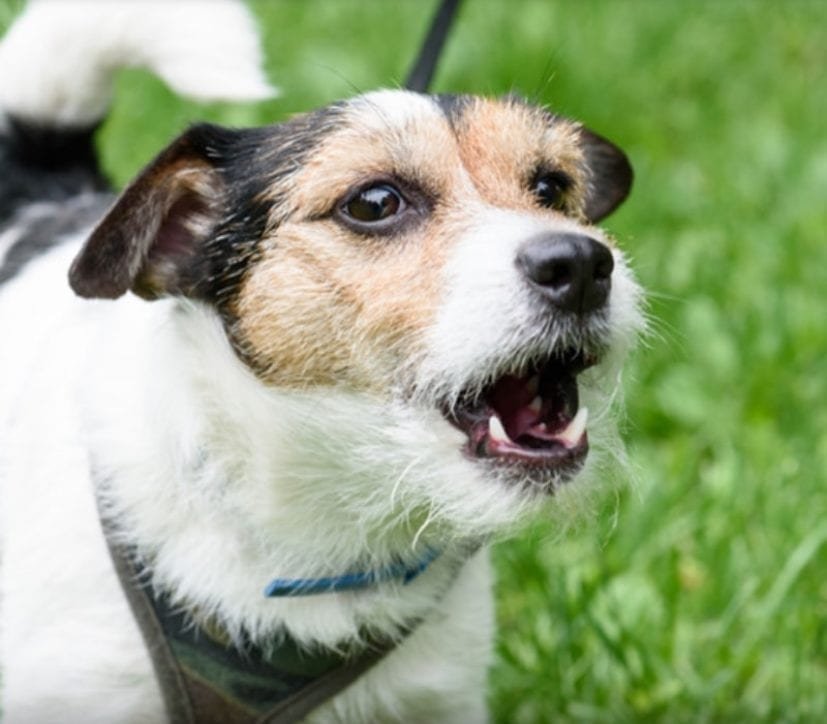 A barking dog