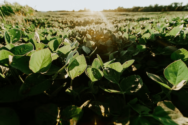 Precision Agriculture